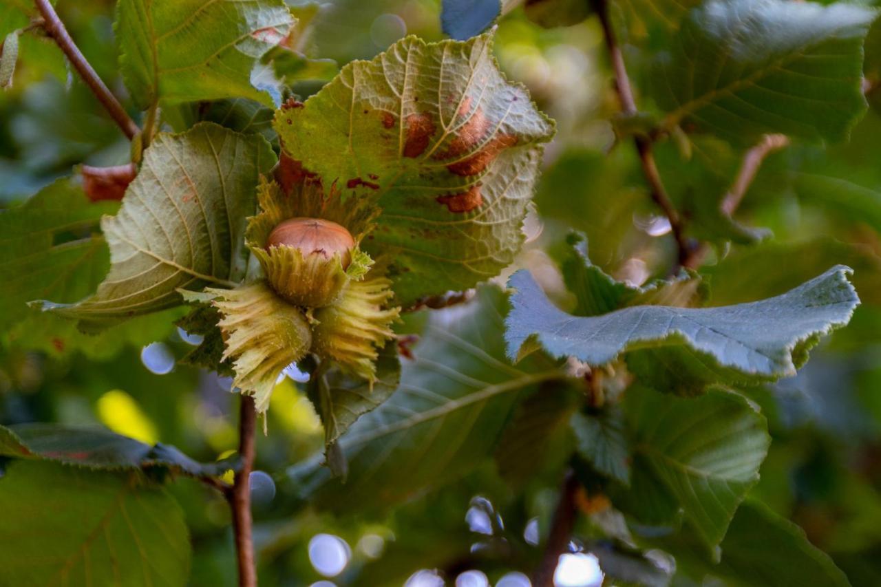 Chale Da Quinta "Lavoura Da Bouca - Fruta Bio" Vendégház Celorico De Basto Kültér fotó