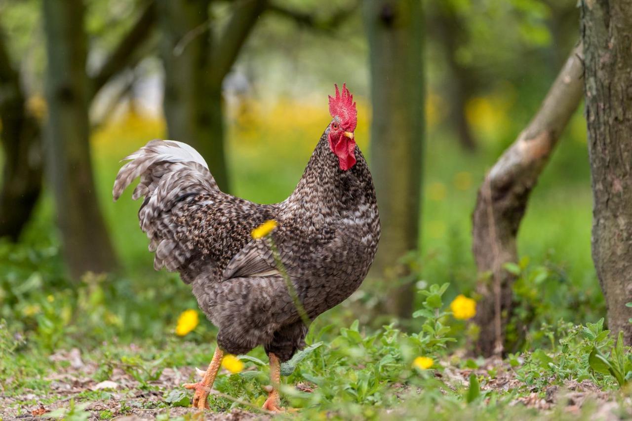 Chale Da Quinta "Lavoura Da Bouca - Fruta Bio" Vendégház Celorico De Basto Kültér fotó