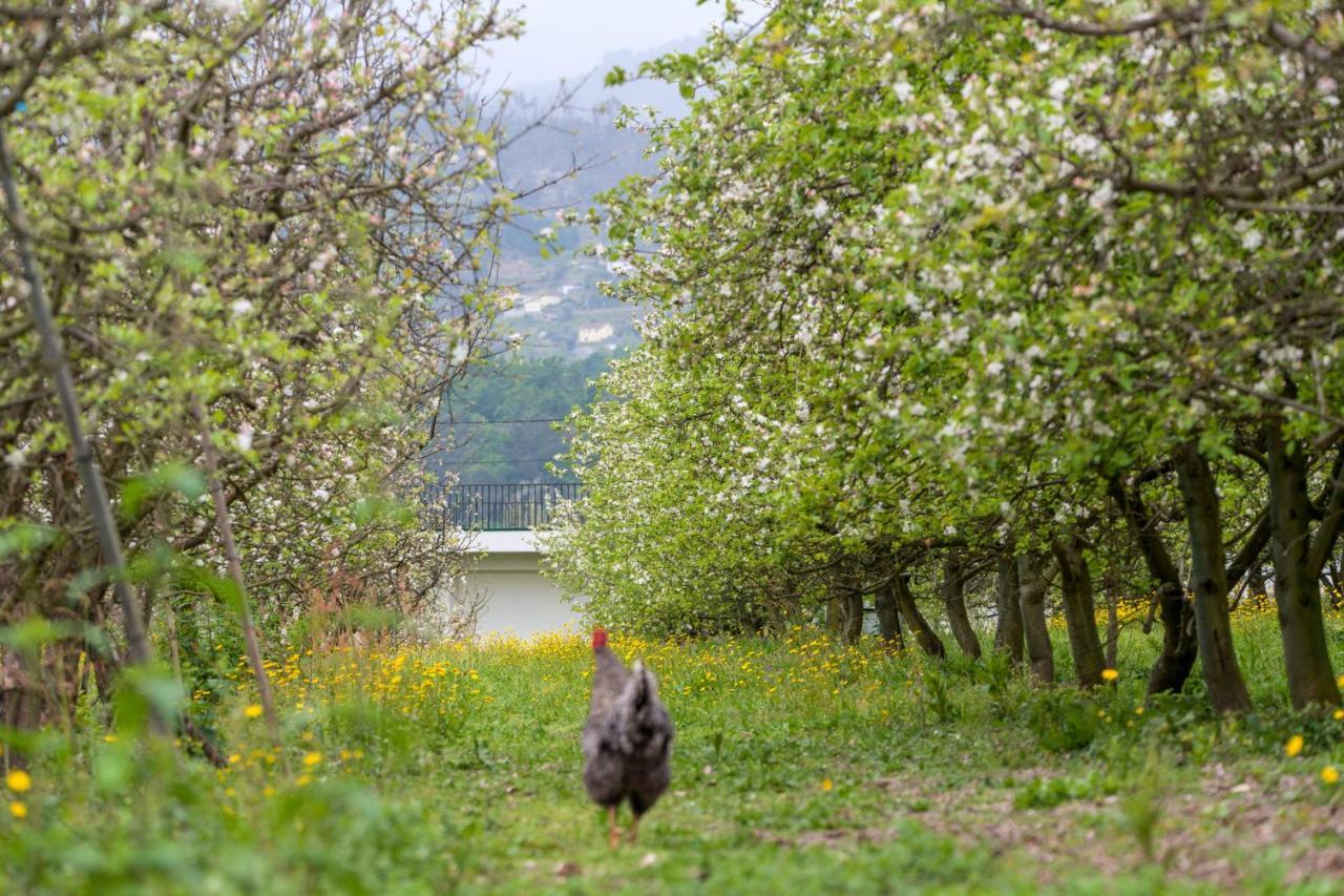 Chale Da Quinta "Lavoura Da Bouca - Fruta Bio" Vendégház Celorico De Basto Kültér fotó